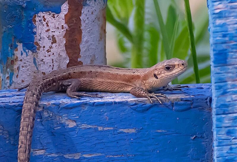 Маленькая ящерка.photo preview