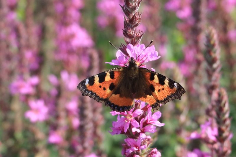 бабочка,цветок Бабочка в розовом летеphoto preview