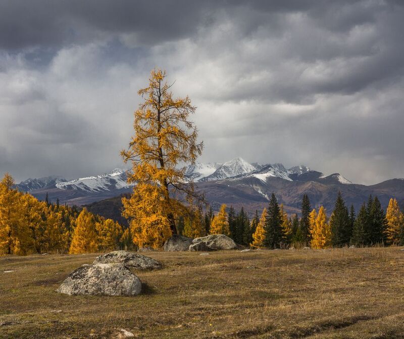 россия, горный алтай,осень, лиственницы, хмурое небо Небо хмуритсяphoto preview