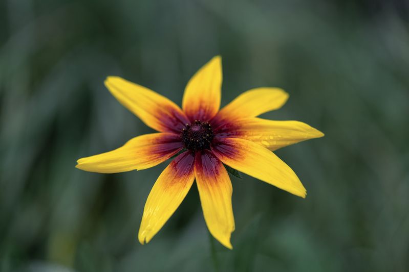 Рудбекия фото превью