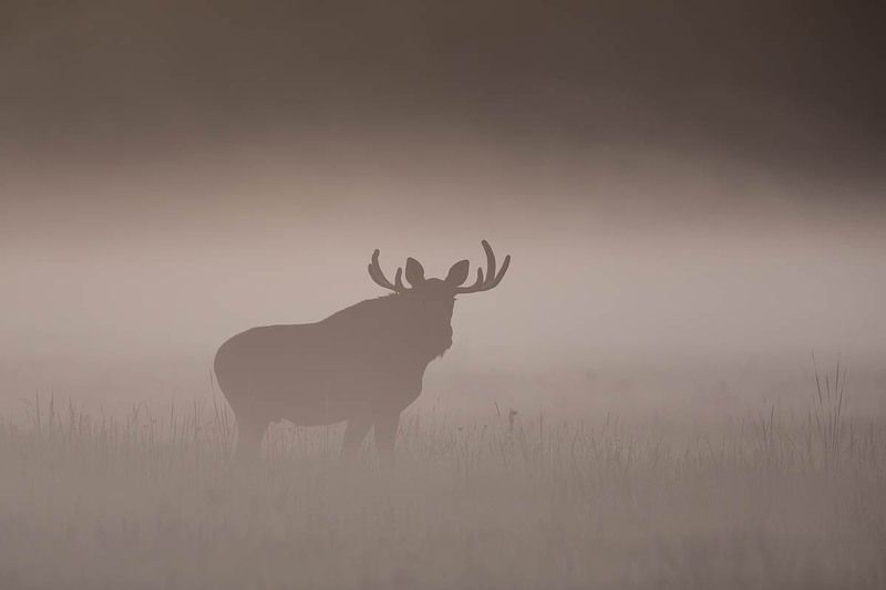 las,polana,łoś,przyroda,ssaki,natura,fauna,podlasie Łośphoto preview