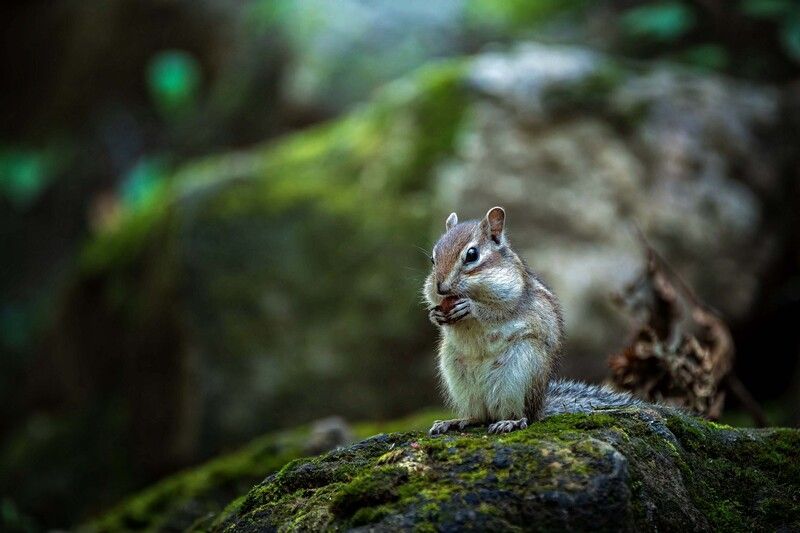 Перекус фото превью