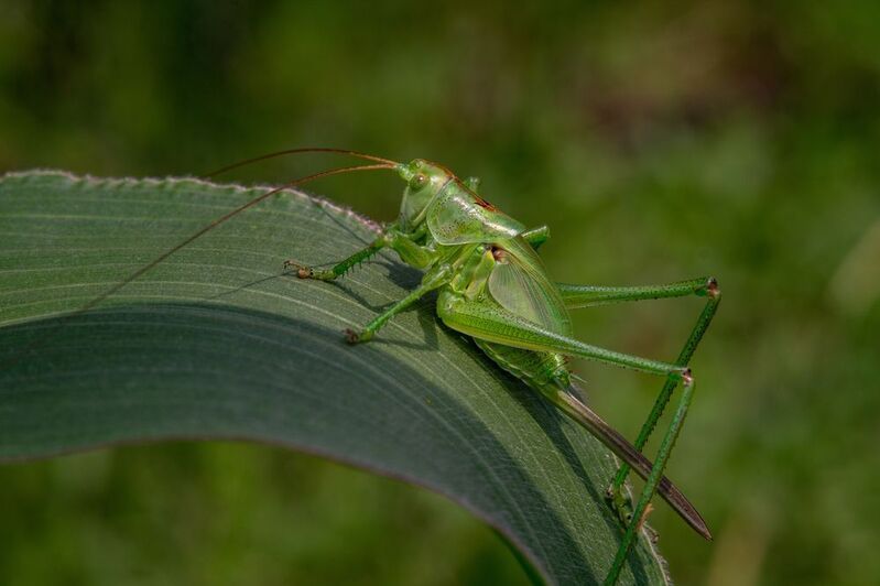 Tettigonia viridissimaphoto preview