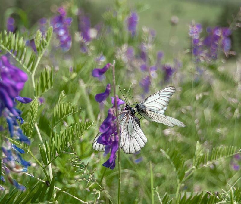 полевая жизньphoto preview