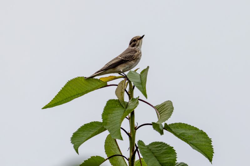 птица, мухоловка, bird Мухоловка фото превью