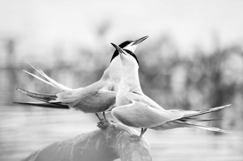 речная крачка, забота, подарок, брачные игры Двоеphoto preview