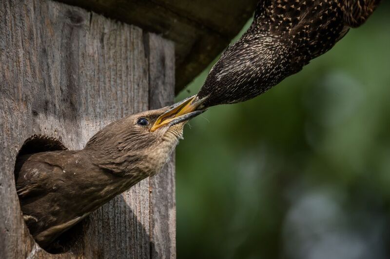 скворец, скворечник, кормление, потомтсво Контактphoto preview