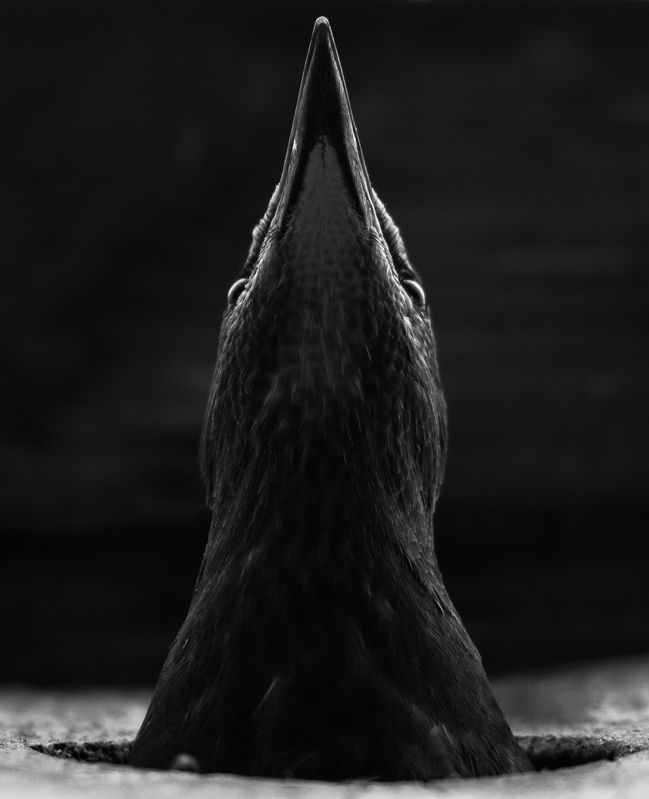 скворец чб, скворечник В ожидании материphoto preview