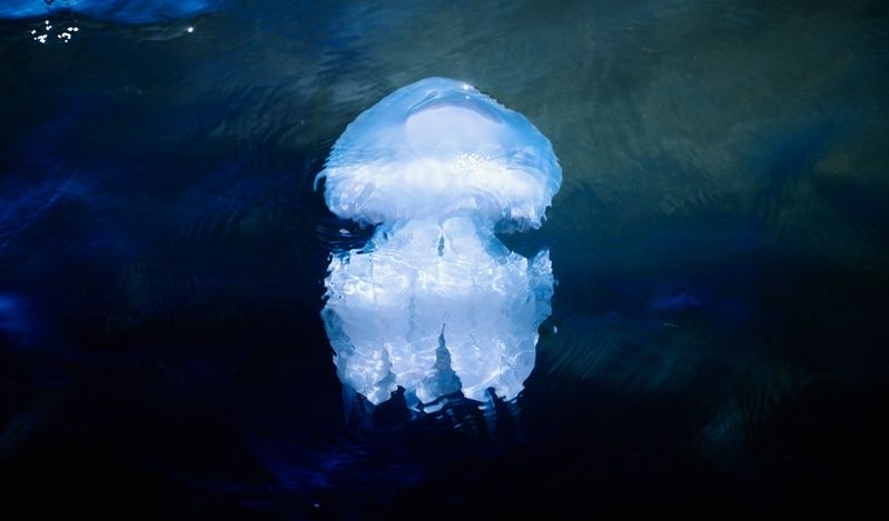 животные, медузы, подводный мир, фауна, красота, природа, красота природы, магия, жизнь, черное море, винтажная оптика, юпитер 37а, керчь, крым, россия Про скоротечную бытность медуз.photo preview