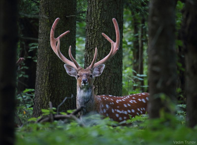 олень, пятнистый олень Олень - красавец фото превью