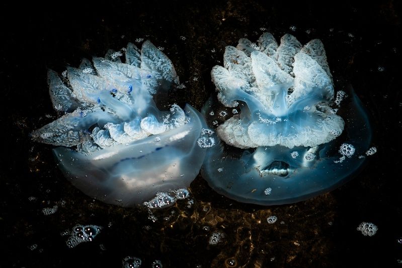 животные, медузы, подводный мир, фауна, красота, природа, красота природы, магия, жизнь, черное море, винтажная оптика, юпитер 37а, керчь, крым, россия Про скоротечную бытность медуз.photo preview