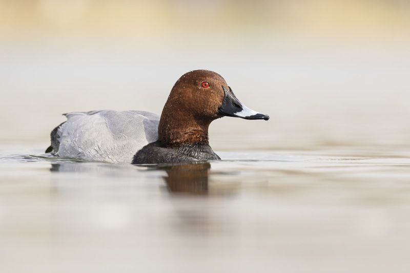 красноголовый нырок, птицы, утка, нырок Красноголовый нырокphoto preview
