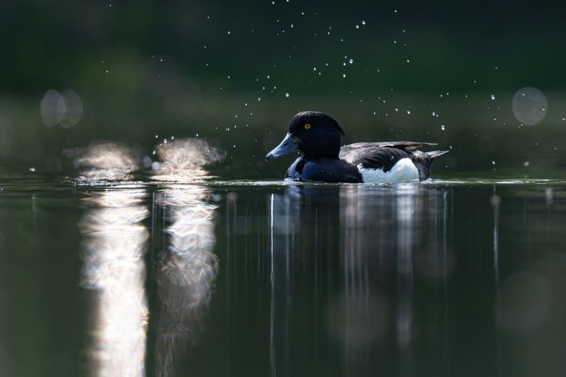 нырок, хохлатая чернеть, утка, птицы Солнечные зайчикиphoto preview