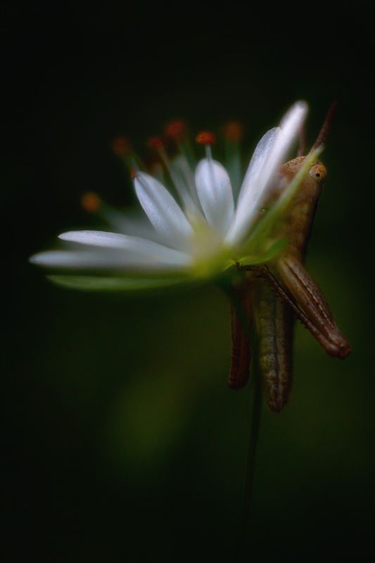 лето, природа, звездчатка, кобылка Пряткиphoto preview