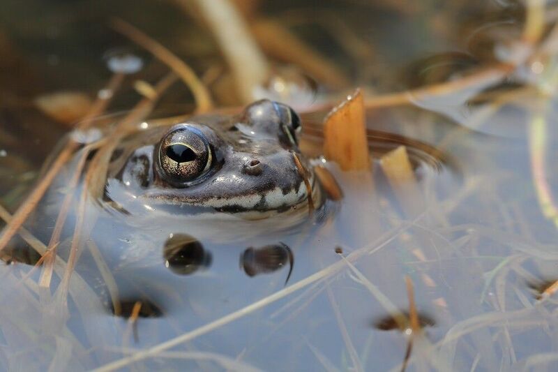лягушка весна Портрет фото превью