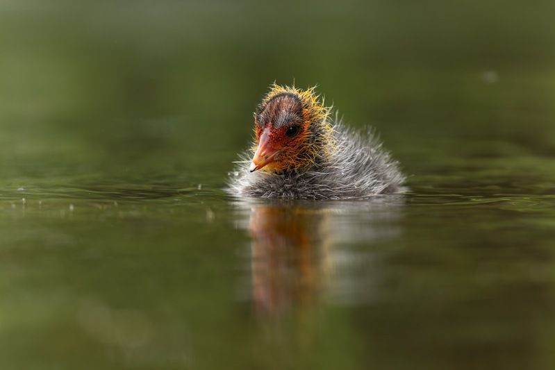 птицы, лысуха, птенец, лысенок, лысята Лысенокphoto preview