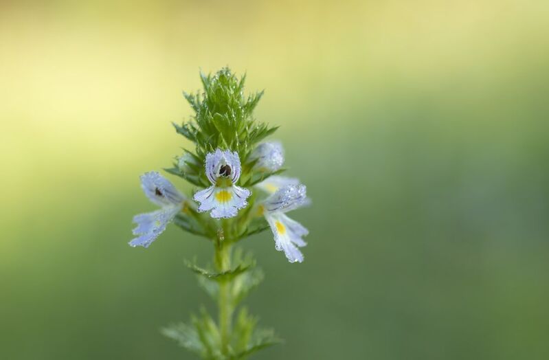 Очанкаphoto preview