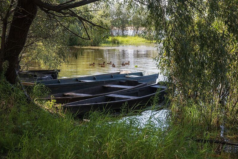 пейзаж, лето, речная заводь, дикие утки Тихая заводьphoto preview
