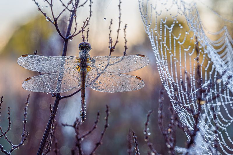 Холодным, ранним утром... photo preview