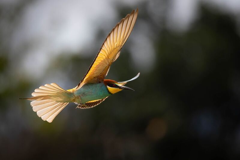 Bee-eater фото превью