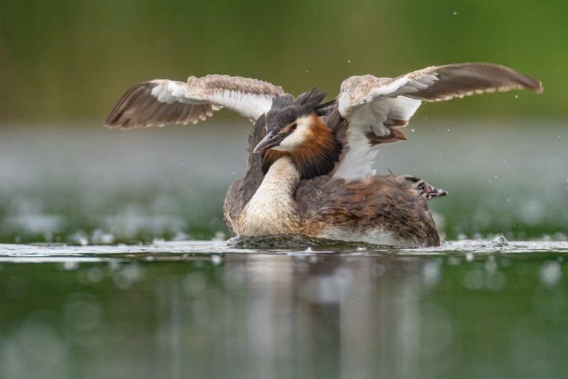 чомга, птицы, поганка, большая поганка, птенцы  фото превью