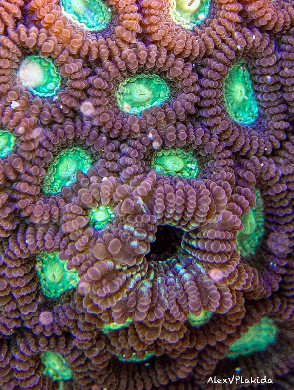 The most weird animal is…photo preview