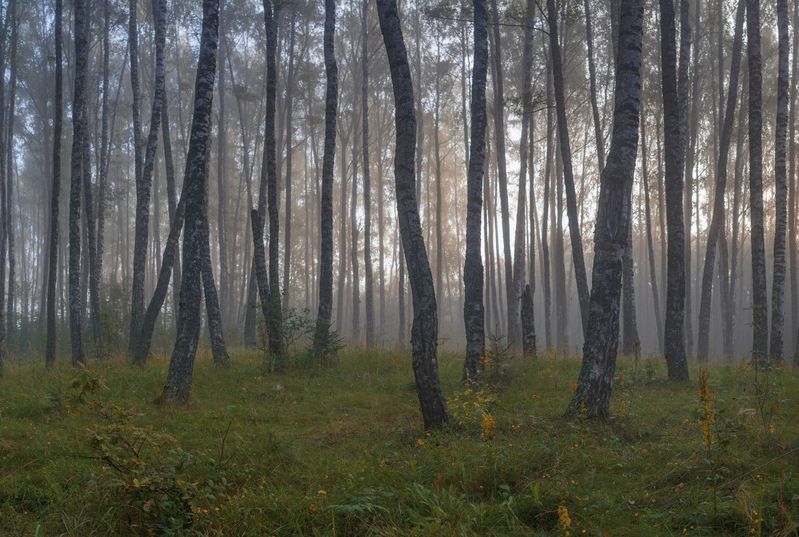 лес, лето photo preview