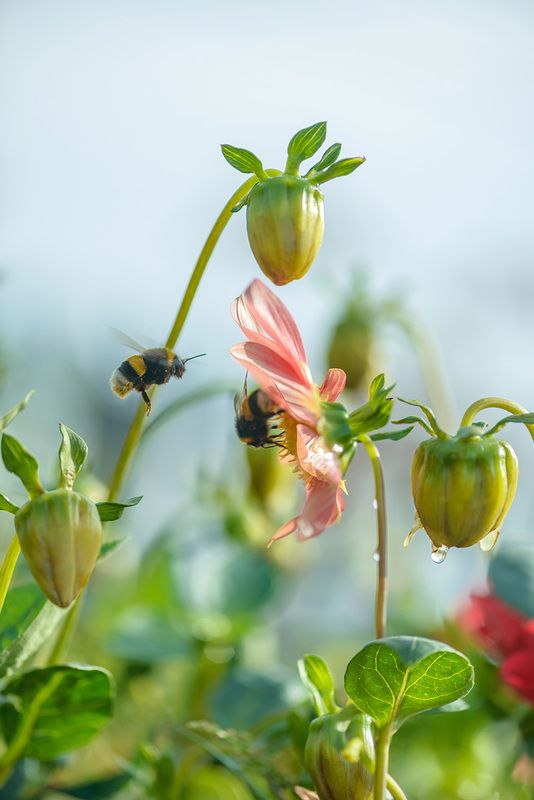 после дождяphoto preview