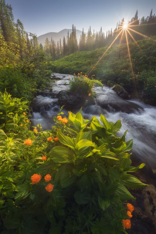 пейзаж, природа, утро, рассвет, горы, лес, тайга, ручей, туризм Рассвет у ручья Чистайгаphoto preview