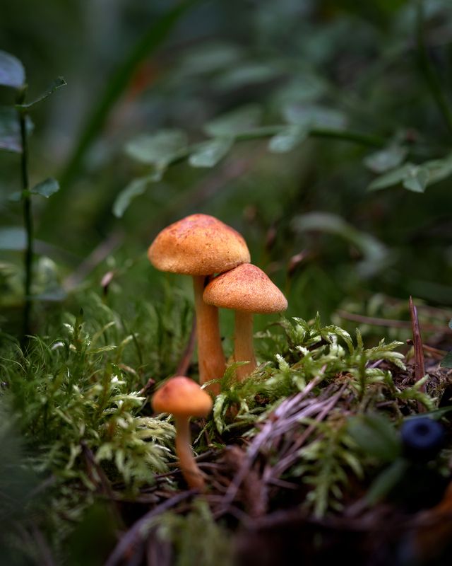 грибы, макро, природа, лес, растение Маленькие обитатели леса фото превью