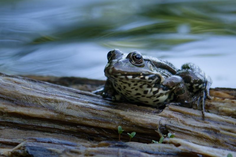 лягушка, frog Очарование водоемов фото превью