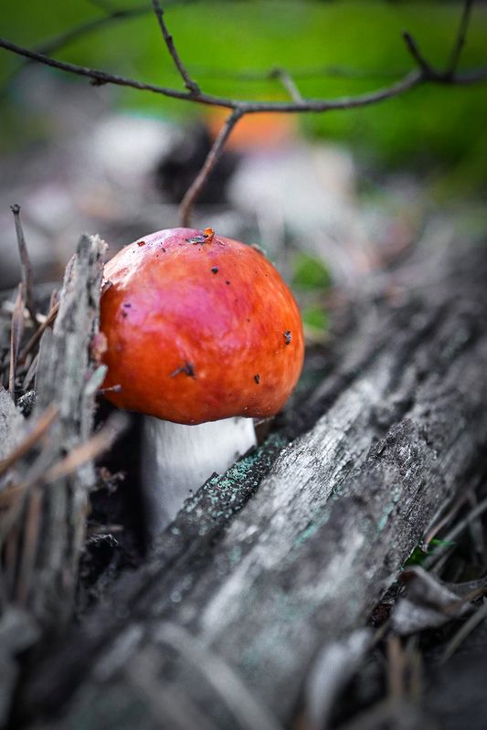 Красная шапочкаphoto preview