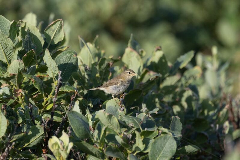Пеночка-весничка Пеночка-весничка фото превью