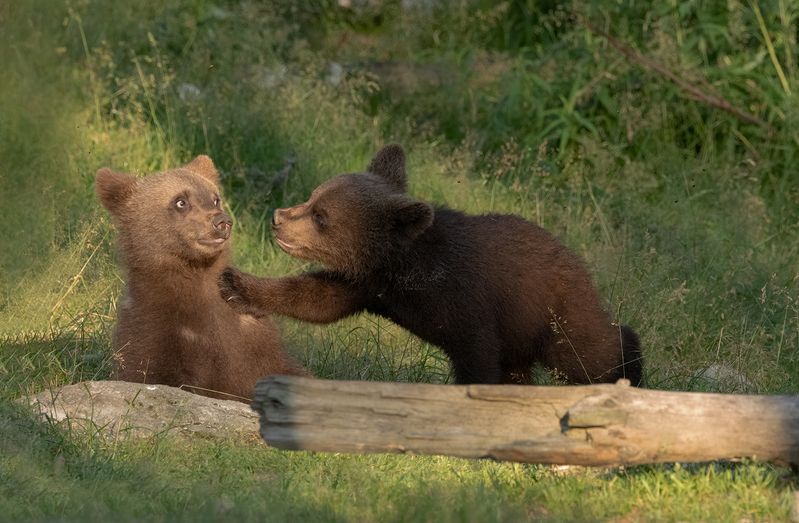 brown bear, bear, nature, wildlife, woods, canon Brown Bear Cubsphoto preview