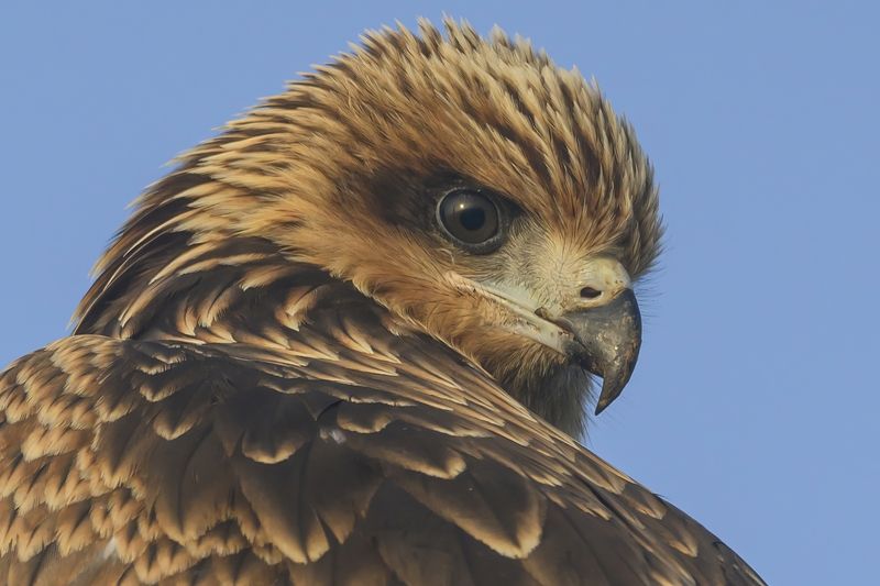 Коршунphoto preview