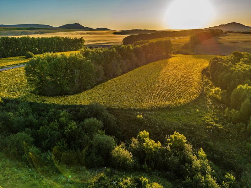 поле, , подсолнух Над полями подсолнухаphoto preview