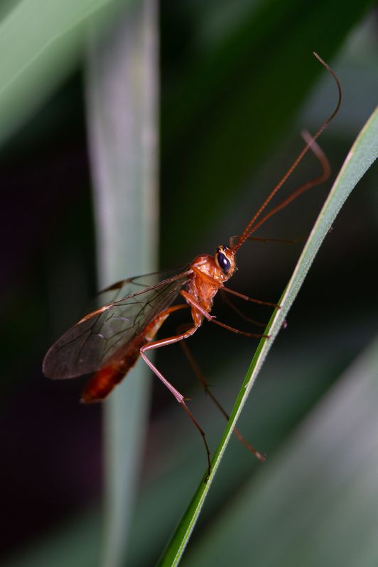 Ophion luteusphoto preview