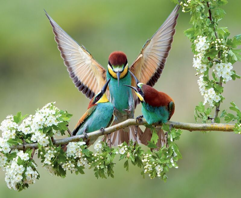 птицы щурки Скандалистыphoto preview