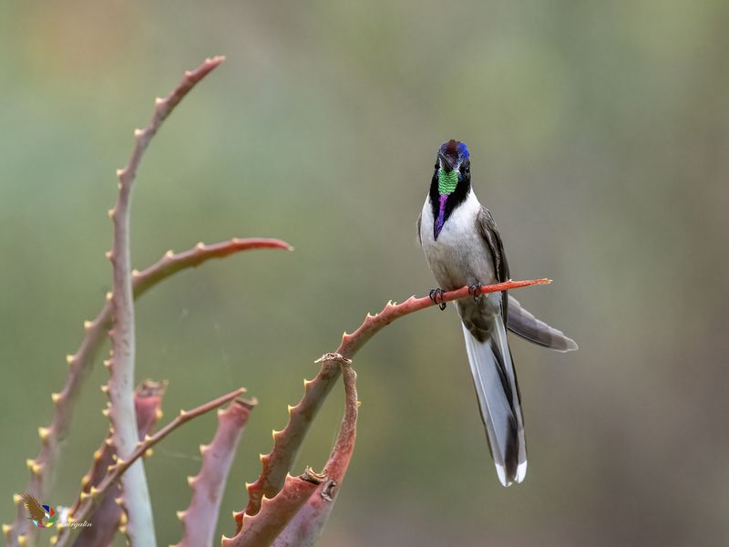 Bearded Mountaineerphoto preview