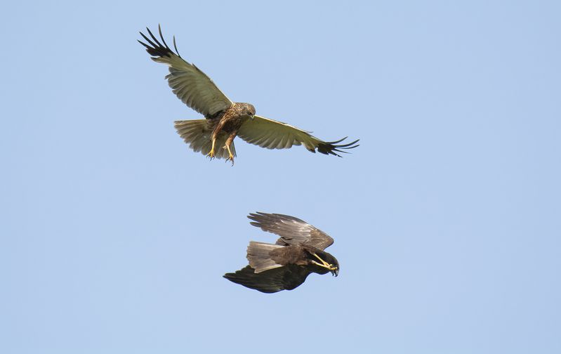 Болотные луниphoto preview