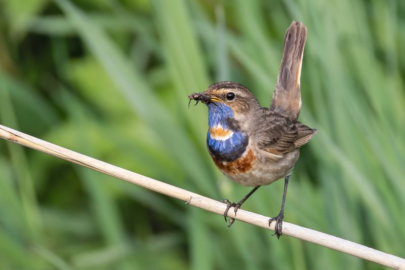 варакушка, птицы Варакушка с добычейphoto preview