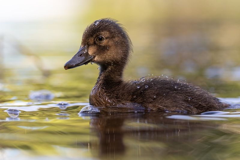 нырок, хохлатая чернеть, утенок, птицы Утенок чернетиphoto preview