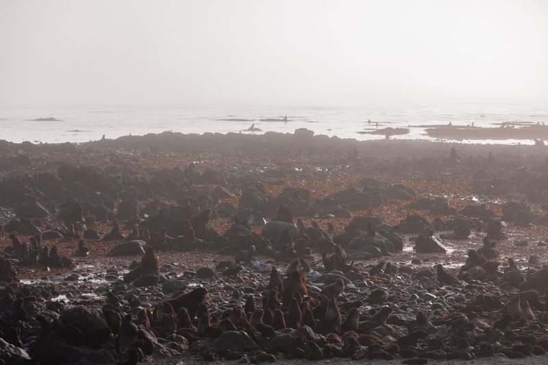 утро, командоры, северное лежбище, котики Утро туманноеphoto preview