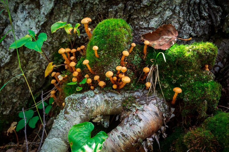 грибы, мох, трава, корни Семейка фото превью