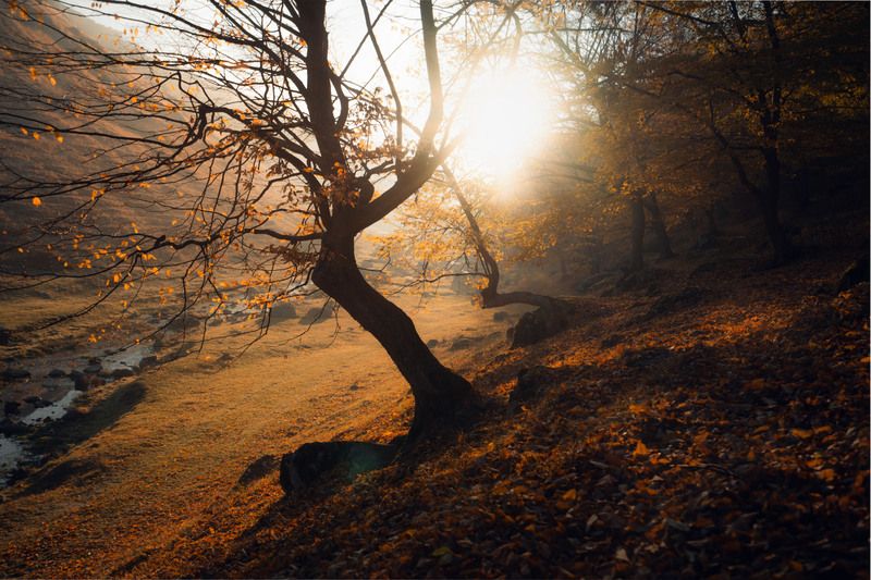 живописный, пейзаж, спокойствие,безмятежность,ветви,время года,деревенский,деревья,дикая природа,дневной свет,долина,дыхание,естественный,живописный,золотой,извилистый,исследование,красота,листва,листья,мирный,на открытом воздухе,небо,окружающая среда,ос Осенний пейзаж с золотыми листьямиphoto preview