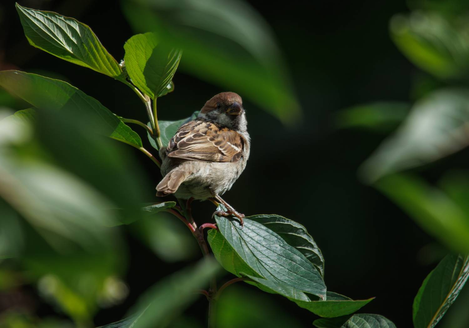 птица воробей куст листва зелень, Светлана Холодняк