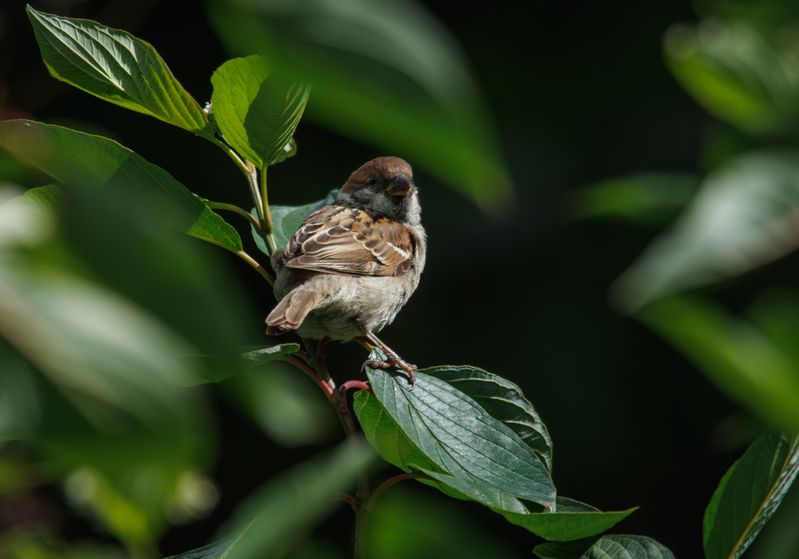 птица воробей куст листва зелень Он оглянулся посмотреть фото превью