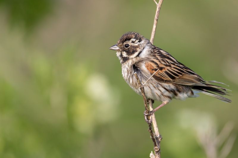 тростниковая овсянка., птицы, овсянка Тростниковая овсянкаphoto preview