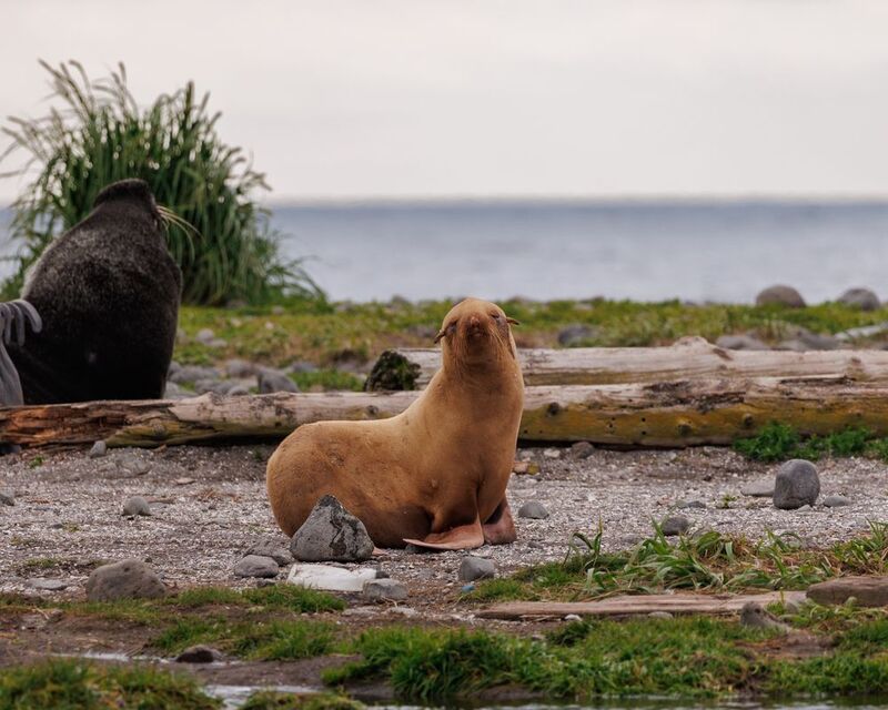 альбинос, котик, морские млекопитающие, остров беринга Альбиносphoto preview