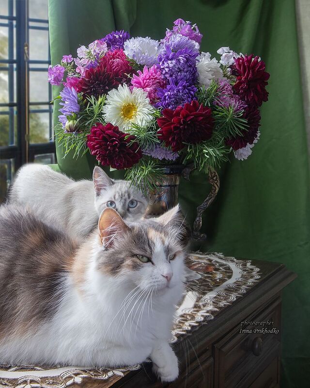 животные, кошки, питомцы, котята, кошки, букеты, цветы Сладкая парочка photo preview